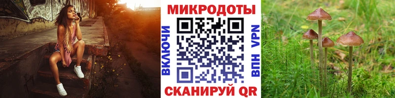 Галлюциногенные грибы Psilocybine cubensis Брюховецкая